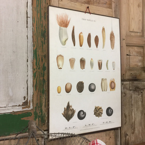 Vintage Ellen Backe Botanical Wall Chart #1
