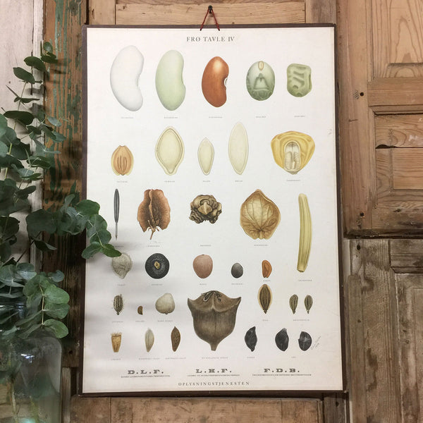 Vintage Ellen Backe Botanical Wall Chart #2