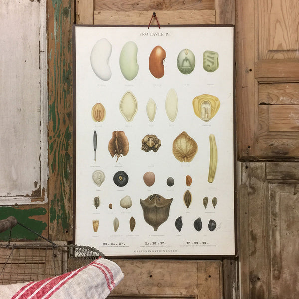 Vintage Ellen Backe Botanical Wall Chart #2