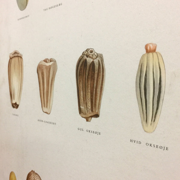 Vintage Ellen Backe Botanical Wall Chart #1