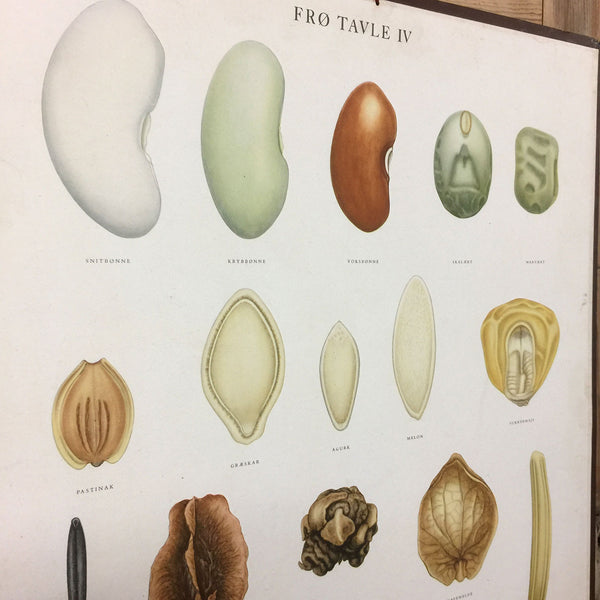 Vintage Ellen Backe Botanical Wall Chart #2