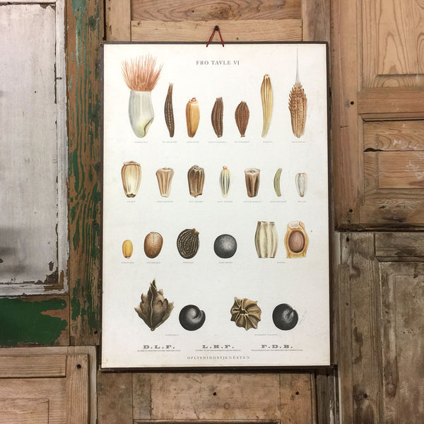 Vintage Ellen Backe Botanical Wall Chart #1