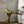 vintage_mid_century_brass_deer.2