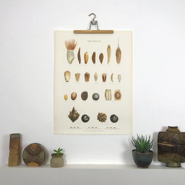 vintage_danish_botanical_chart_wall_seeds_fro_tavle_ellen_backe_1948
