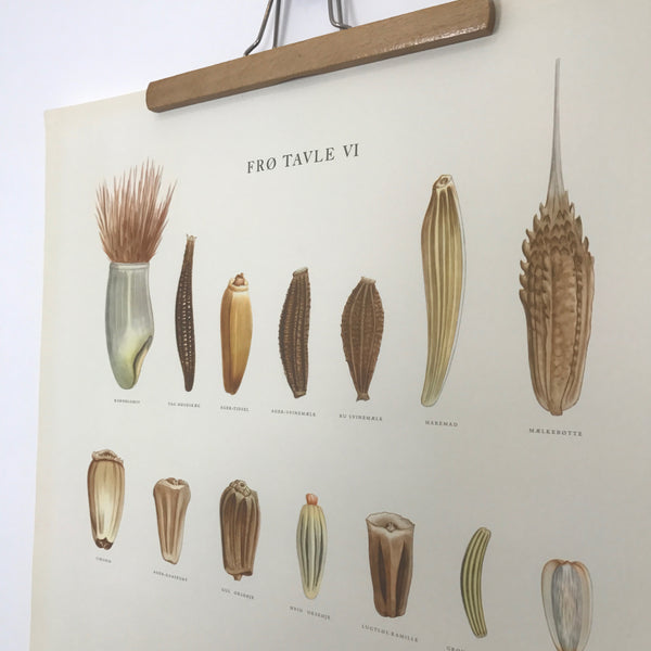 vintage_danish_botanical_chart_wall_seeds_fro_tavle_ellen_backe_1948