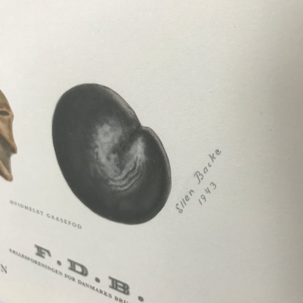 vintage_danish_botanical_chart_wall_seeds_fro_tavle_ellen_backe_1948