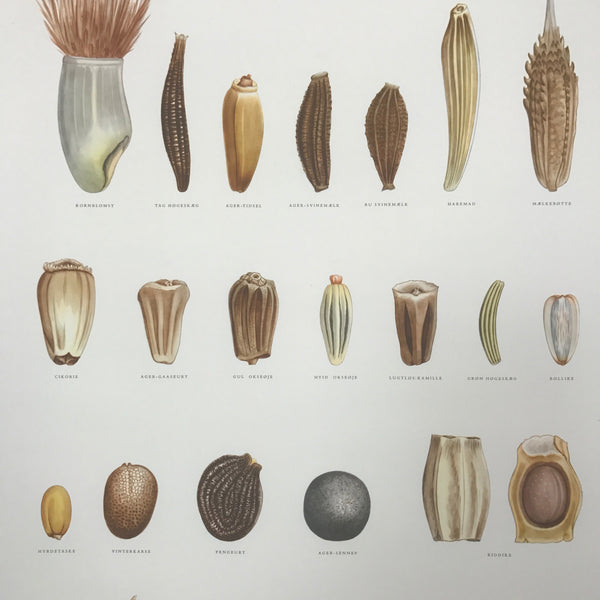vintage_danish_botanical_chart_wall_seeds_fro_tavle_ellen_backe_1948