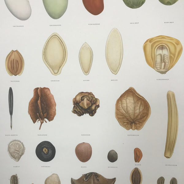 Danish Vintage Botanical Wall Chart #4 (+ optional magnetic frame)