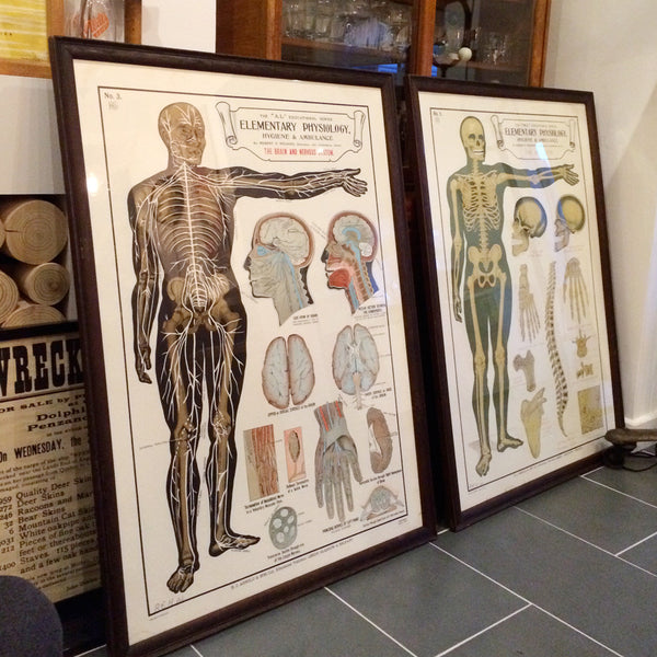 Vintage Framed Elementary Physiology Anatomical Chart 'No.3 Brain'