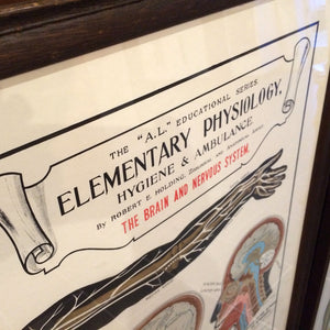 Vintage Framed Elementary Physiology Anatomical Chart 'No.3 Brain'