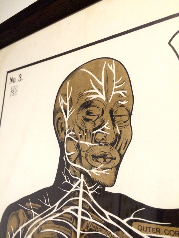 Vintage Framed Elementary Physiology Anatomical Chart 'No.3 Brain'