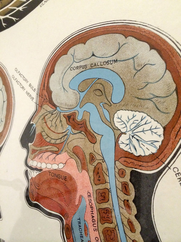 Vintage Framed Elementary Physiology Anatomical Chart 'No.3 Brain'