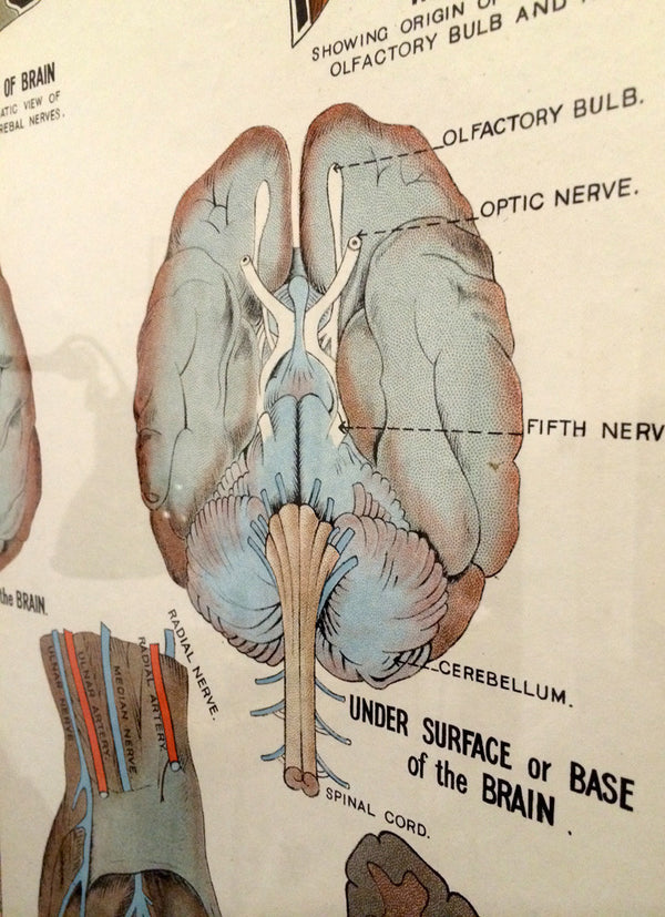 Vintage Framed Elementary Physiology Anatomical Chart 'No.3 Brain'