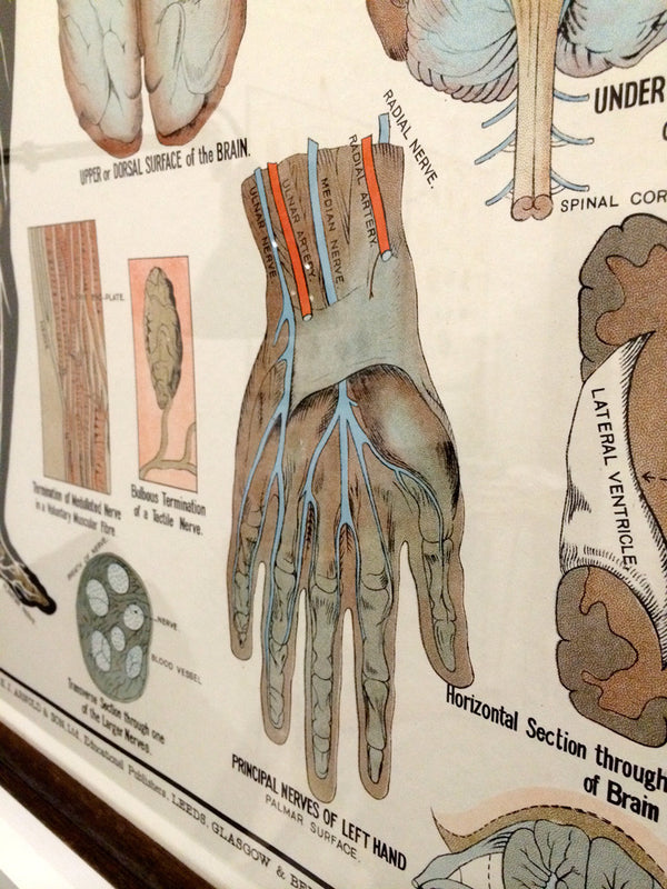 Vintage Framed Elementary Physiology Anatomical Chart 'No.3 Brain'
