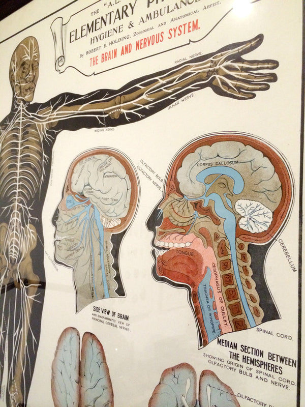 Vintage Framed Elementary Physiology Anatomical Chart 'No.3 Brain'