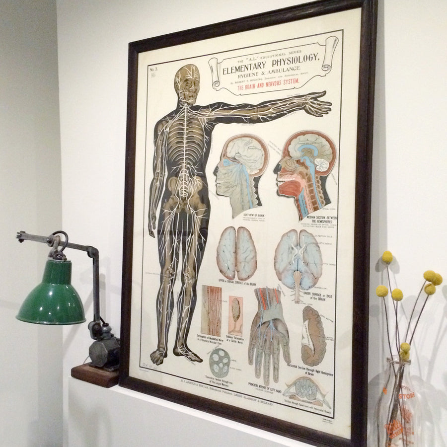 Vintage Framed Elementary Physiology Anatomical Chart 'No.3 Brain'