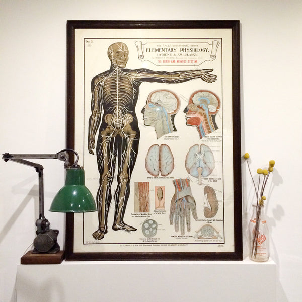 Vintage Framed Elementary Physiology Anatomical Chart 'No.3 Brain'