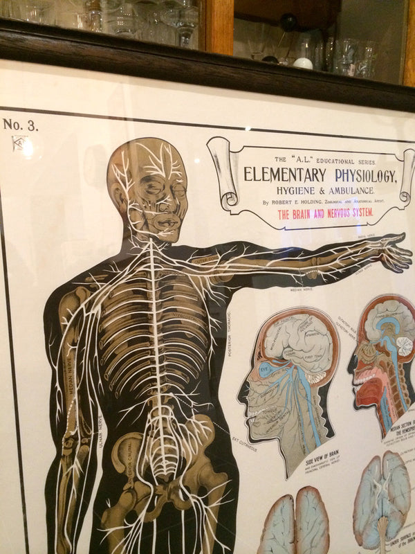 Vintage Framed Elementary Physiology Anatomical Chart 'No.3 Brain'