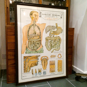 Vintage Framed Elementary Physiology Anatomical Chart 'No.5 Organs'