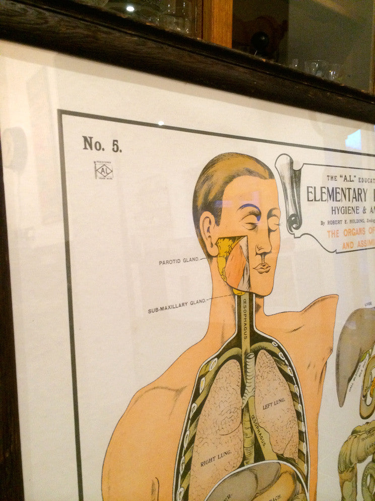 Vintage Framed Elementary Physiology Anatomical Chart 'No.5 Organs ...