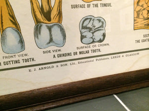 Vintage Framed Elementary Physiology Anatomical Chart 'No.5 Organs'