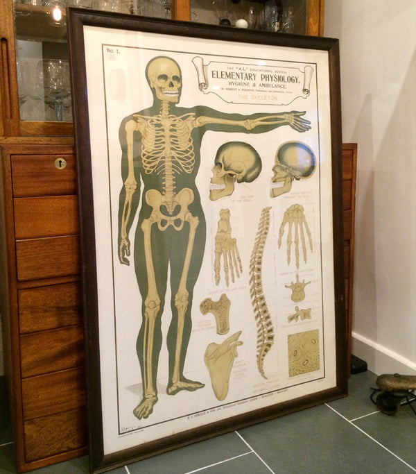 Vintage Framed Elementary Physiology Anatomical Chart 'No.1 Skeleton'