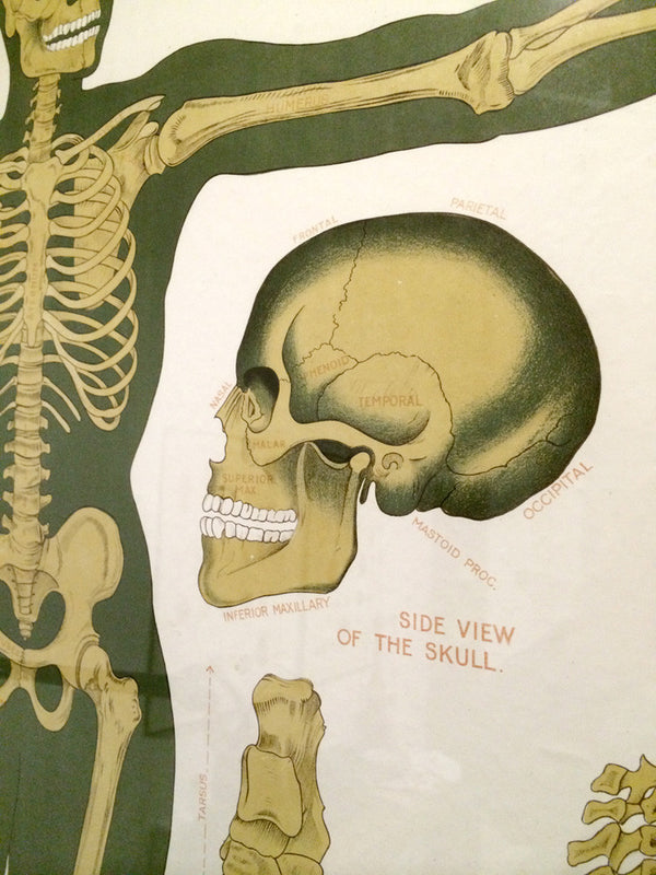 Vintage Framed Elementary Physiology Anatomical Chart 'No.1 Skeleton'
