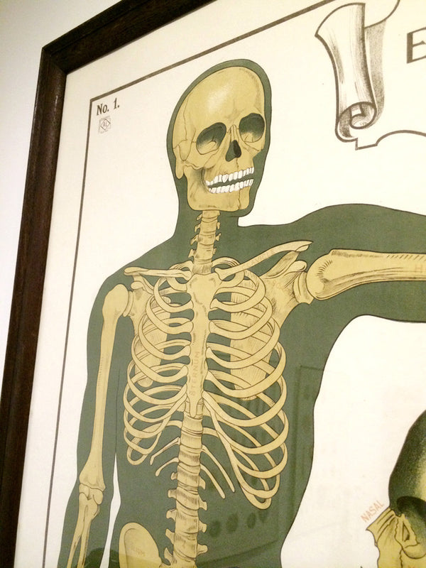 Vintage Framed Elementary Physiology Anatomical Chart 'No.1 Skeleton'