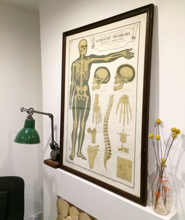 Vintage Framed Elementary Physiology Anatomical Chart 'No.1 Skeleton'