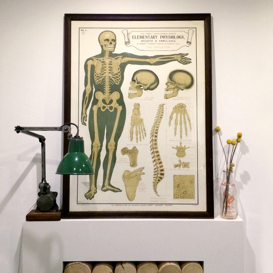 Vintage Framed Elementary Physiology Anatomical Chart 'No.1 Skeleton'