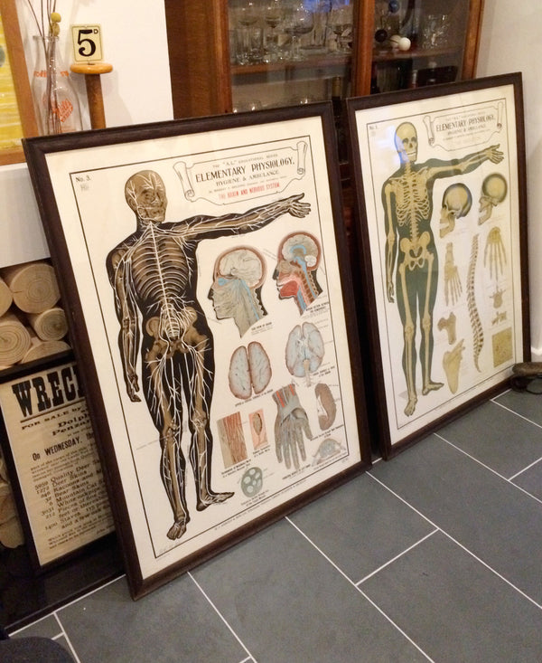Vintage Framed Elementary Physiology Anatomical Chart 'No.1 Skeleton'