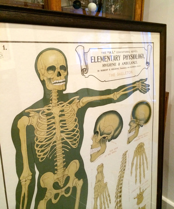 Vintage Framed Elementary Physiology Anatomical Chart 'No.1 Skeleton'