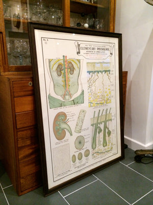Vintage Framed Elementary Physiology Anatomical Chart 'No.8 Skin'