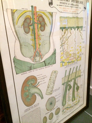 Vintage Framed Elementary Physiology Anatomical Chart 'No.8 Skin'