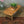 vintage_elm_mid_century_ercol_ercolani_coffee_table