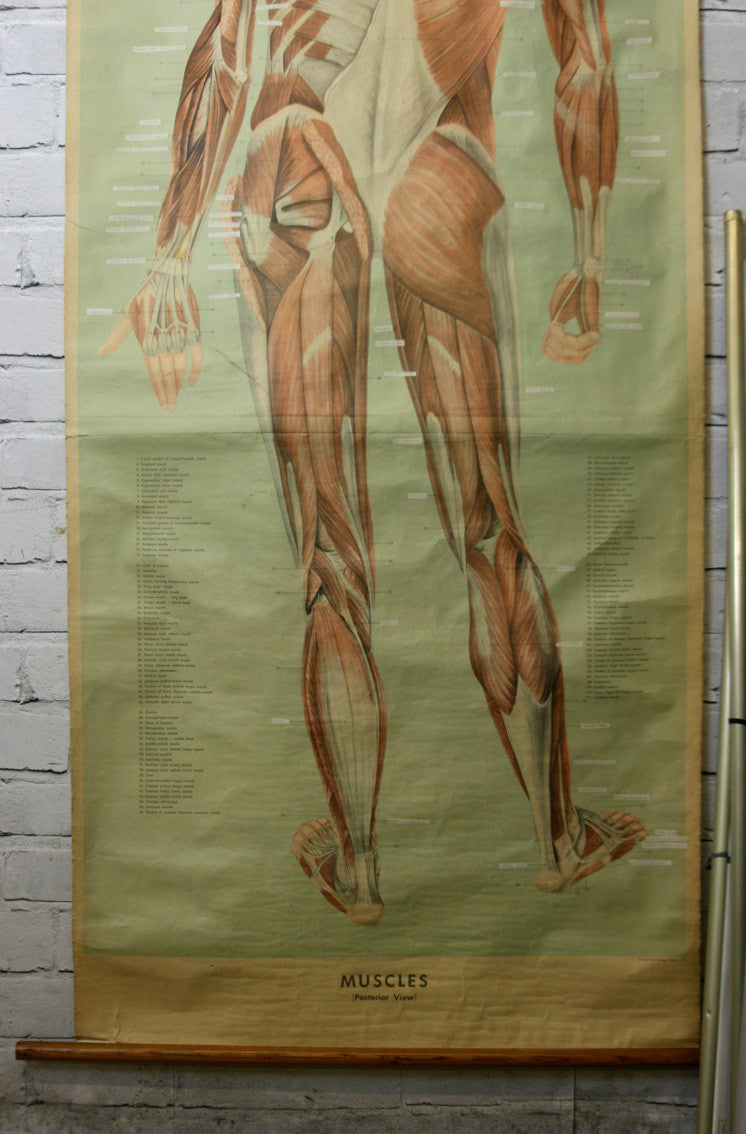 Vintage Human Muscular System (Posterior) Anatomy Chart