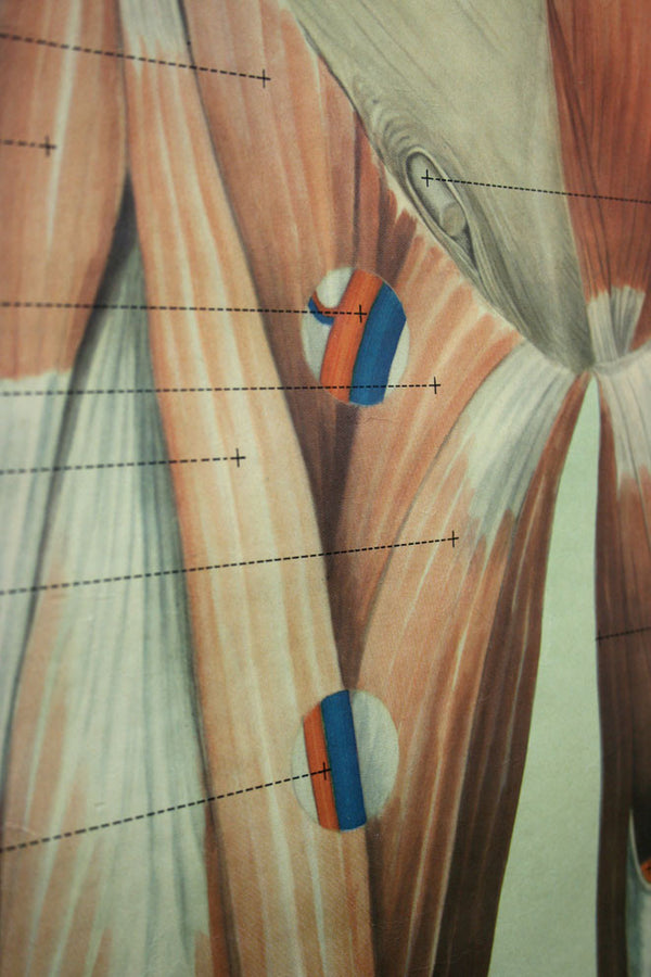 Vintage Human Muscular System (Anterior) Anatomy Chart