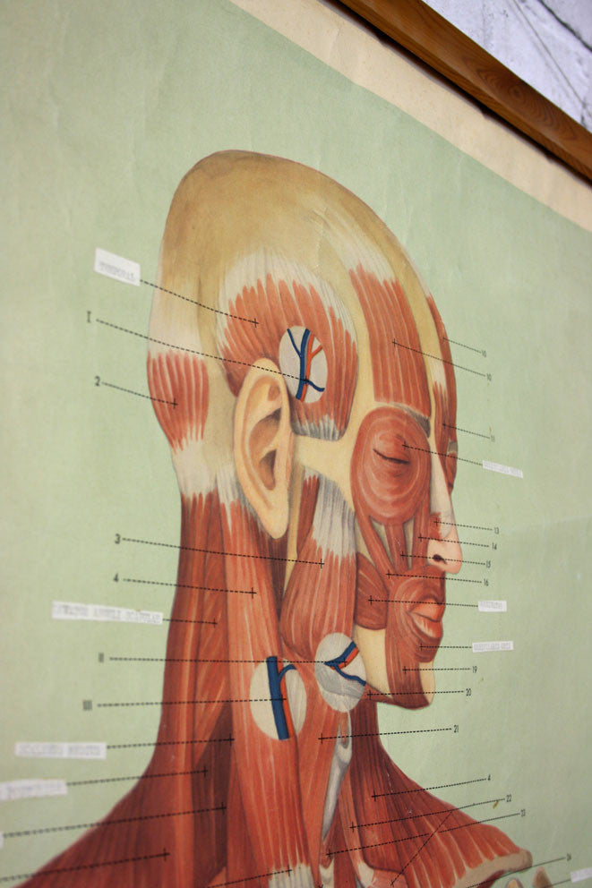 Vintage Human Muscular System (Anterior) Anatomy Chart – Mustard Vintage
