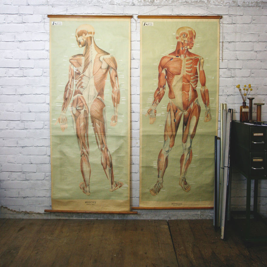 Vintage Human Muscular System (Posterior) Anatomy Chart