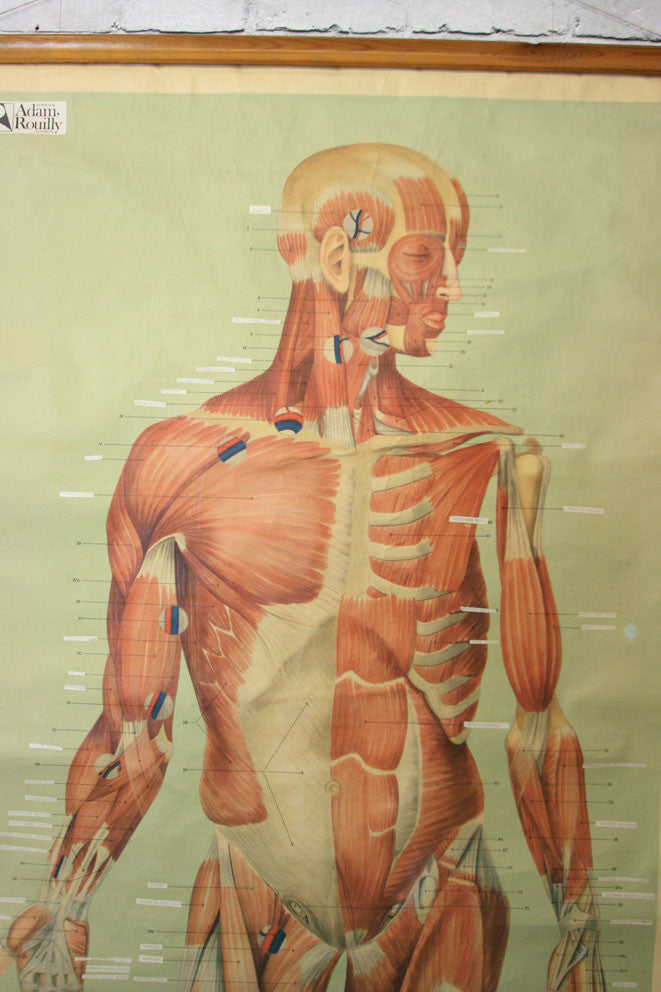 Vintage Human Muscular System (Anterior) Anatomy Chart – Mustard Vintage