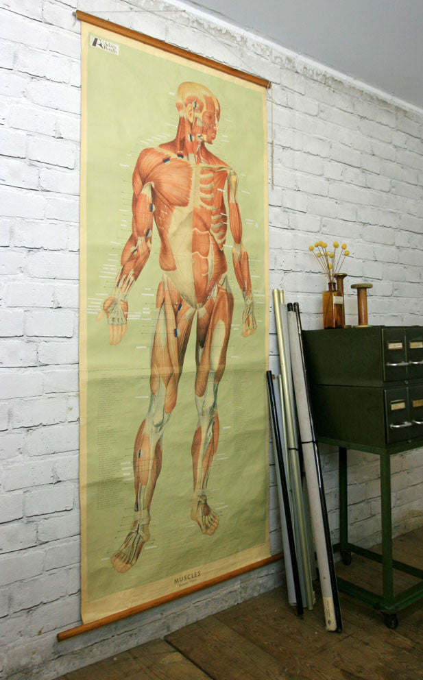 Vintage Human Muscular System (Anterior) Anatomy Chart