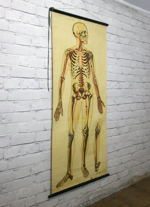 Vintage 1940s Human Skeleton Anatomy Chart